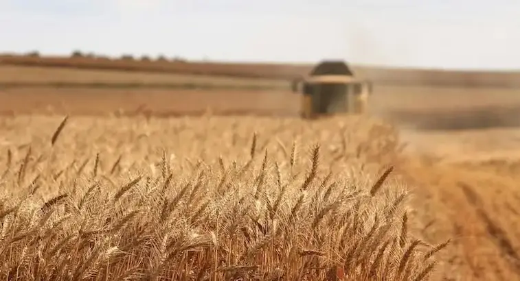 Wheat-fields-basilicata-Italy-pasta-image