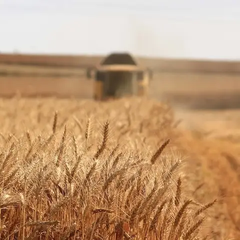 Wheat fields basilicata Italy pasta mobile image